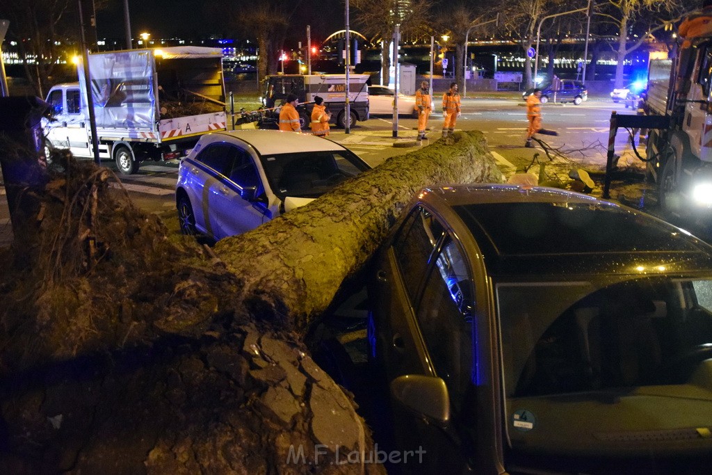 Baum auf PKWs Koeln Mitte Rheinuferstr Goldgasse P036.JPG - Miklos Laubert